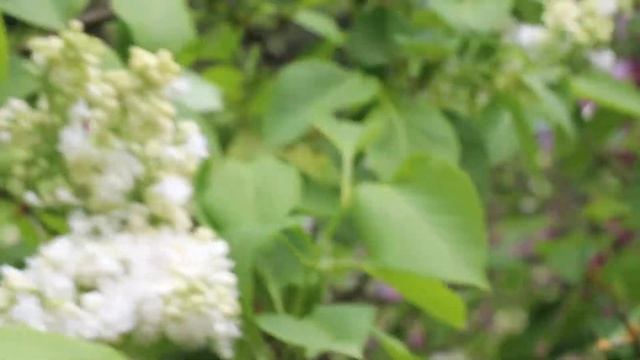 Сирень Лунный Свет смотреть онлайн