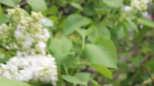 Сирень Лунный Свет