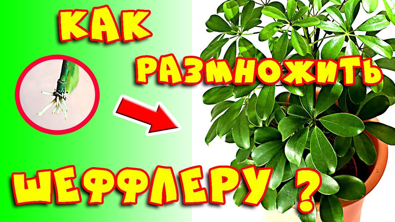 Шеффлера размножение в домашних условиях черенками. Как размножить шеффлеру #3