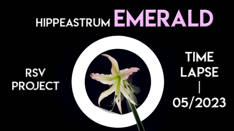 Hippeastrum Emerald Time Lapse  052023