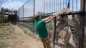Как Олег Зубков  тигров кормил ...!!! How Oleg Zubkov fed tigers ...!!!