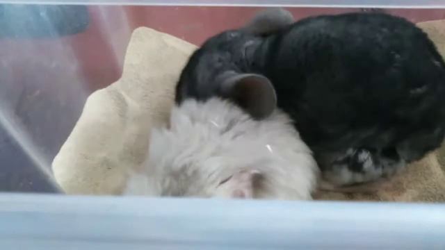 Шуша и Джери купаются в песке смотреть онлайн