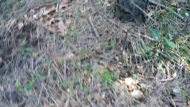 грибы в лесу-трюфель,truffles1. трюфель чёрный