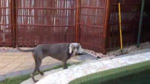 Weimaraner - Trailer