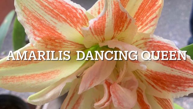 Amarilis “Dancing Queen” смотреть онлайн