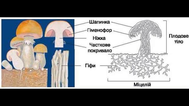 Гифы гриба рисунок