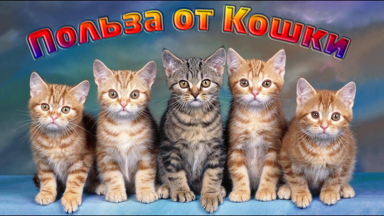 Какая польза от кошки для человека? смотреть онлайн