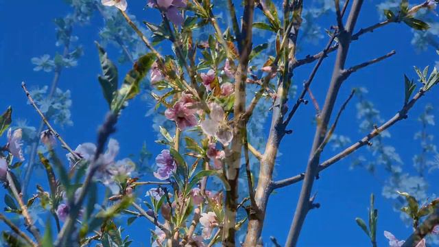 Ставлю корпуса для сбора меда, сбор пыльцы, майский мед? смотреть онлайн