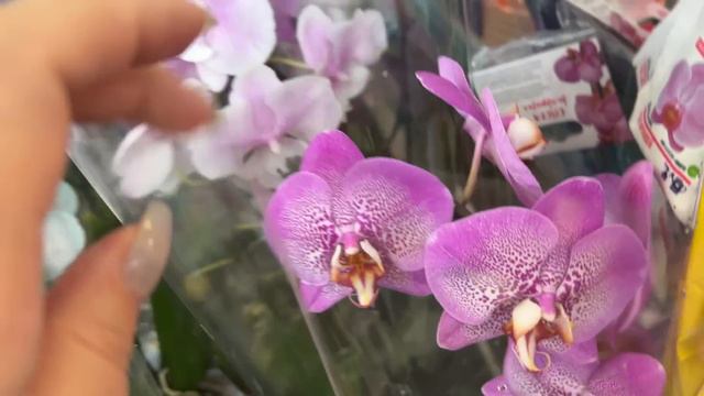 В Оби огромное поступление орхидей! Куин Кисс на дуге!)) смотреть онлайн