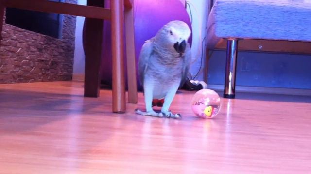 IMG_0135.MOV смотреть онлайн