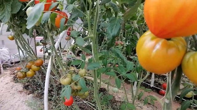 Томат Янтарный Барон. смотреть онлайн