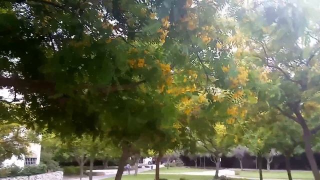 58.В Израиле цветет жакаранда,олеандр,бугенвиль смотреть онлайн