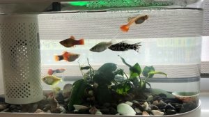 Аквариум и рыбки