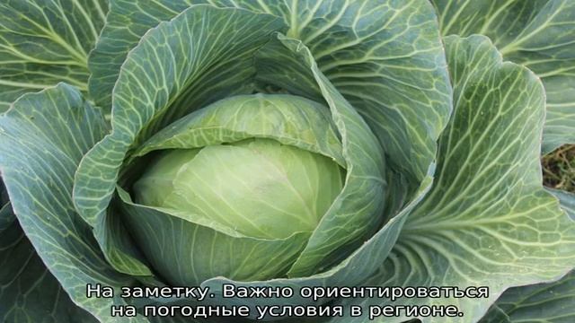 Благоприятные дни для посадки капусты в мае смотреть онлайн
