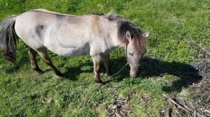 Пони серой масти, чёрный ремень вдоль спины. Масть редкая. Серо - чалый. Что такое чалая масть.