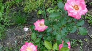 Роза Michel Serrault после дождя.