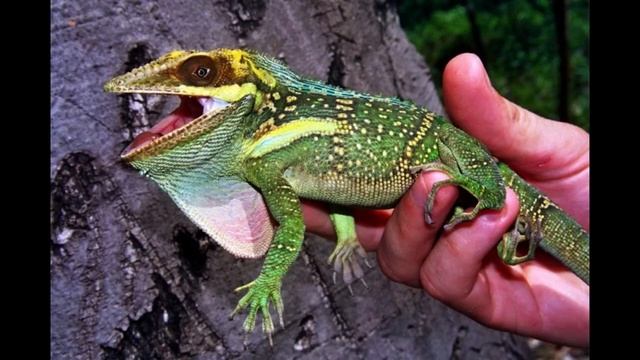 Ящерица анолис рыцарь смотреть онлайн