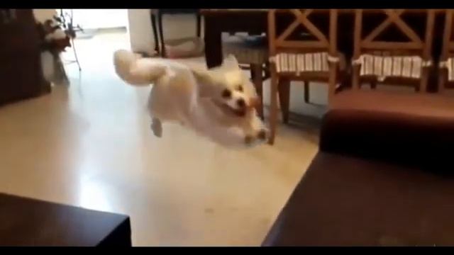 В комнате собака!