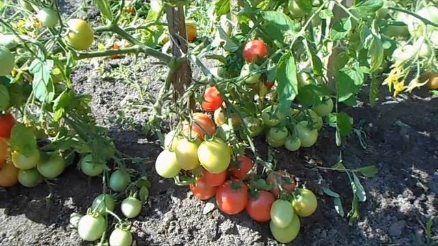 Помидор Буш для открытого грунт смотреть онлайн