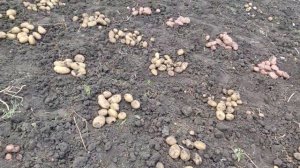 Картофель Рагнеда, Лад, Господарочка, Вектар. Сезон 2022.