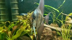 Альтум Ориноко . Часть первая .