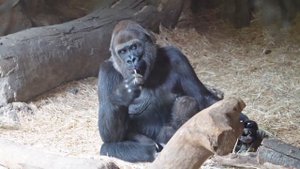 Baby gorilla Sumomo getting food by herself |  Gorilla Haoko Family
