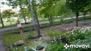 Полив с подкормкой для цветов