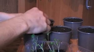 Как пикировать шток розу , мальву. Сад и огород выпуск 138