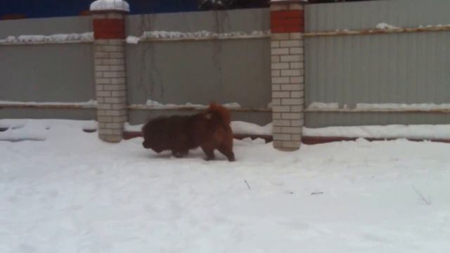 Бабу тибетский мастиф декабрь 2016 смотреть онлайн