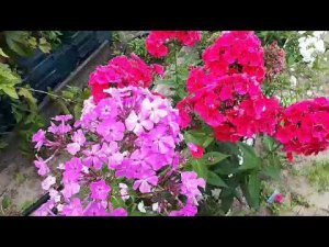 А вы знакомы с этим гибридом?