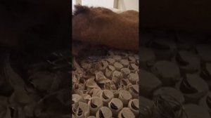 матрас Аскона Askona Softy Mild