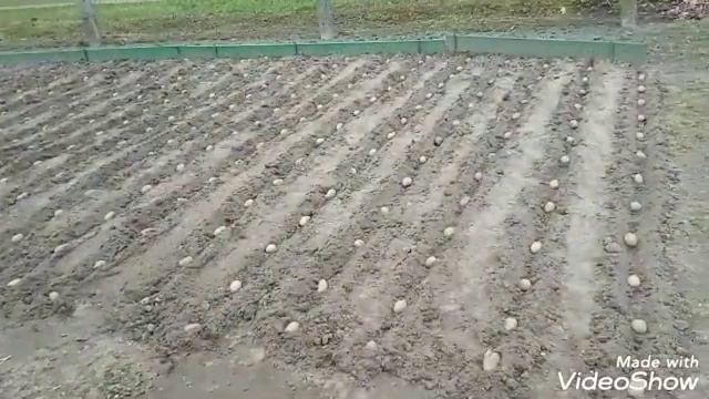 Посадка картофеля с защитой вокруг клубня