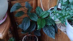 ОБЗОР.  МОИ КОМНАТНЫЕ ЦВЕТЫ, РАСТЕНИЯ.  МОЙ ЗИМНИЙ САД на БАЛКОНЕ  в КВАРТИРЕ ЗИМОЙ в ДЕКАБРЕ