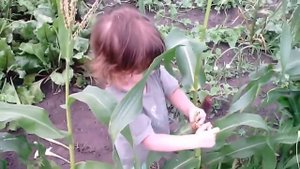 КУШАЕМ СЫРУЮ КУКУРУЗУ И ЗЕЛЕНЫЙ ОГУРЕЦ