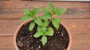 Гортензия метельчатая Бобо?