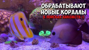 Бабочка Хелмон и Бурая Зебрасома