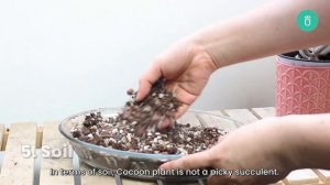 BEST TIPS | HOW TO CARE FOR COCOON PLANT | SCENECIO HAWORTHII COCOON | WOOLLY SUCCULENT