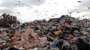 Биогаз из отходов жизнедеятельности