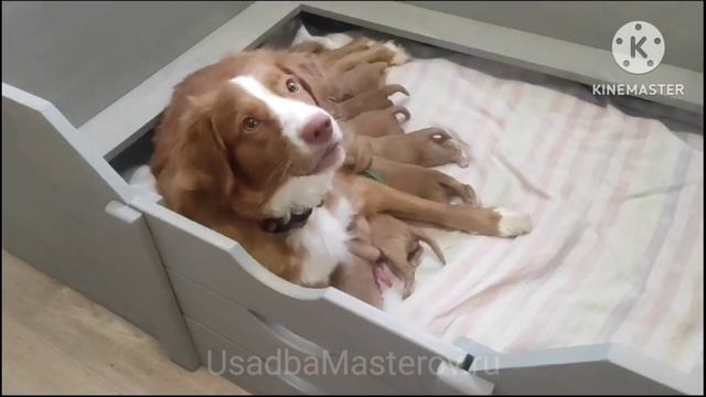 манеж для вынашивания щенков смотреть онлайн