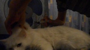 Как сделать кошке укол