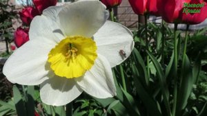 Цветут тюльпаны в саду