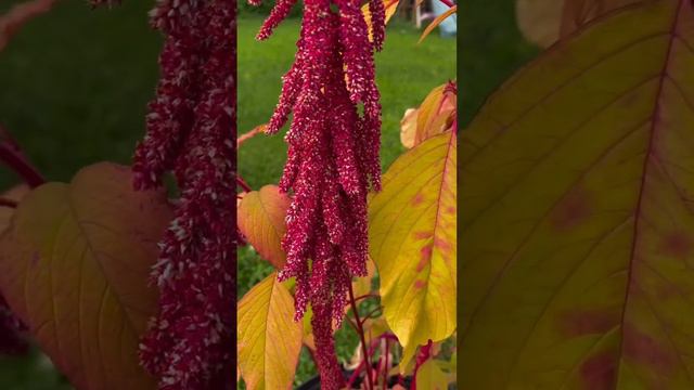 Amaranthus