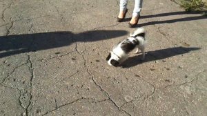 Японский хин чистоплотный 2012-06-09 18-47
