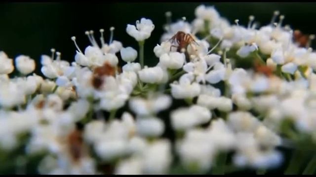 Муравьи на цветках сныти / Ants on the gountweed (Canon 550D) смотреть онлайн