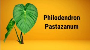 70 PHILODENDRONS | Varieties of Philodendrons | Care Tips | Pinas_GoodTV
