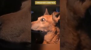 смешные озвучки котов.mp4