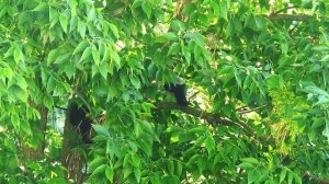 Серые вороны прогоняют черного кота, который зашел к ним в гости