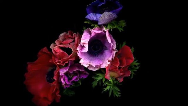 МИР НЕЖНОСТИ, КРАСОТЫ -МИР ЦВЕТОВ смотреть онлайн