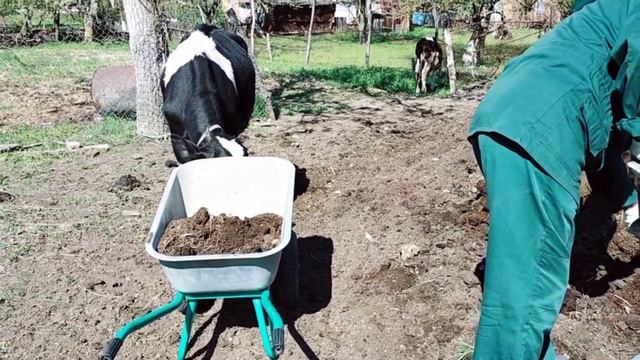 #62переезднаюг#купилидомнаюге ЧТО РАСТЕТ В ТЕПЛИЦЕ/ВЫСАЖИВАЕМ ТОМАТЫ В ОТКРЫТЫЙ ГРУНТ