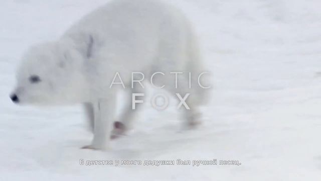 3в1 ХАЛЯВА от Epic Games // Guild of Dungeoneering // Never Alone // KID A MNESIA EXHIBITION смотреть онлайн